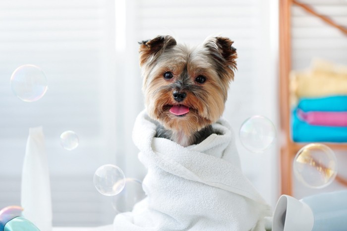 お風呂上がりのかわいい犬