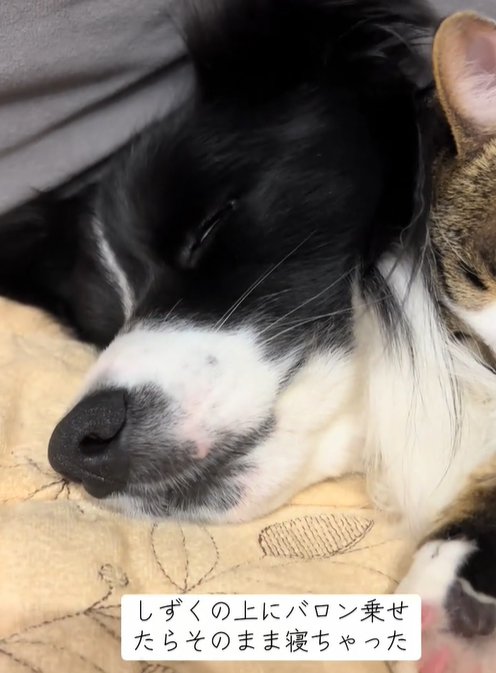 眠る中型犬