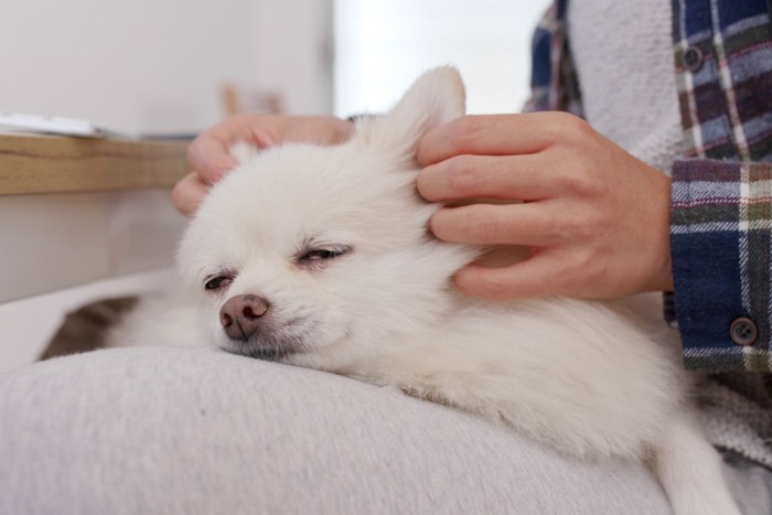 マッサージされて気持ちよさそうに目を閉じる犬