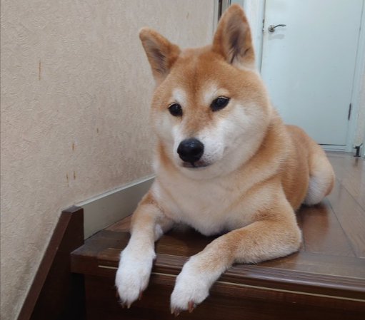 穏やかな日常