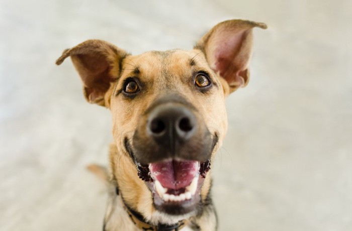 うれしそうな犬