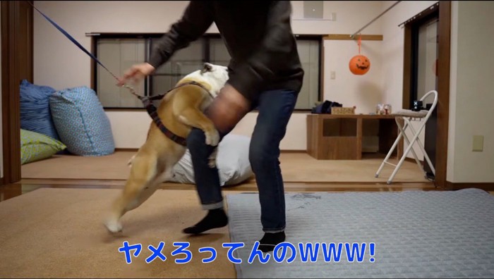 女性の足にしがみつく犬