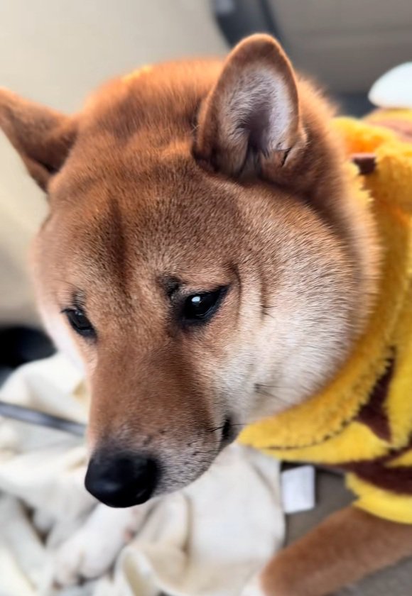 寂しそうなこてつ君