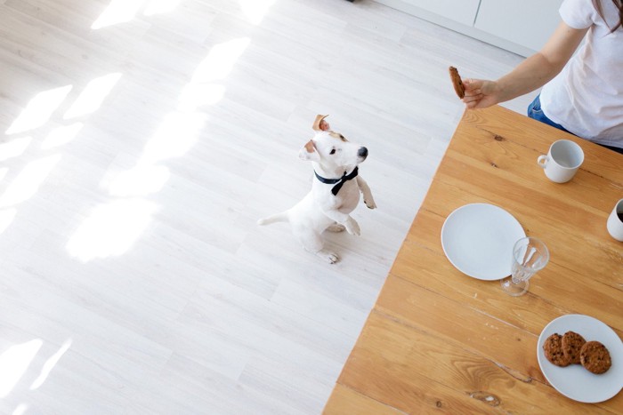 立ってお菓子を覗く犬