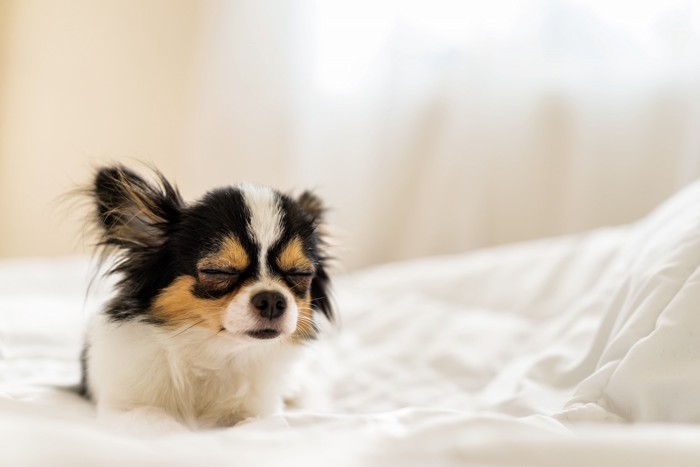 伏せのままウトウトしている犬