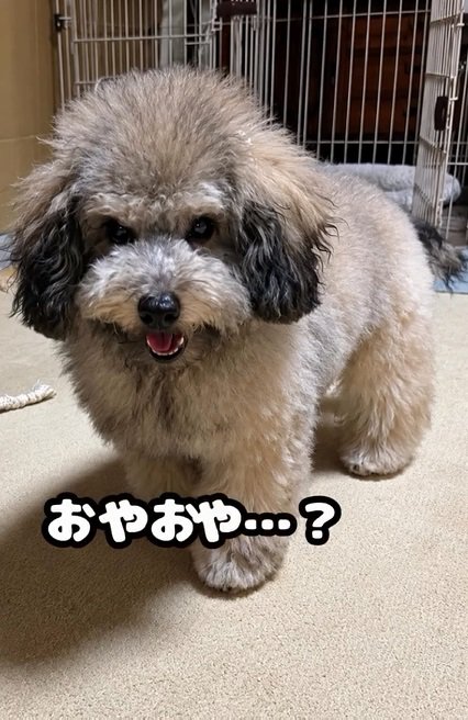 白っぽくなってきた大地くん
