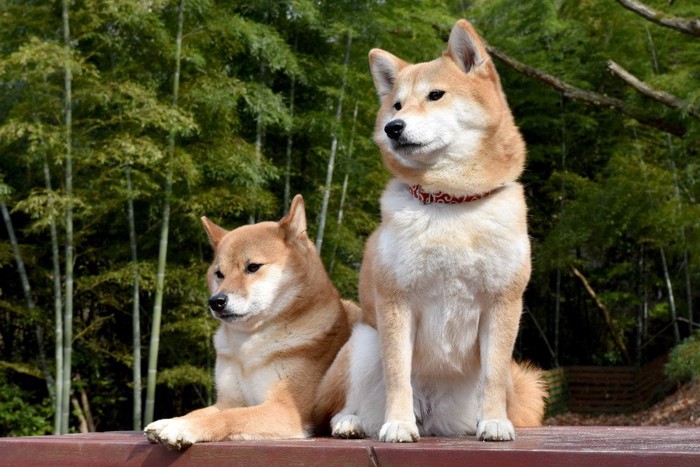 2頭の柴犬