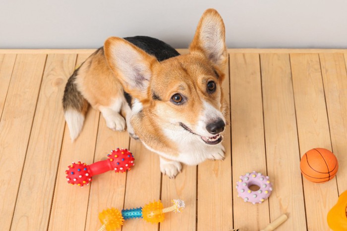 おもちゃに囲まれている犬