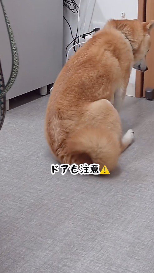 ドアの前に座る犬