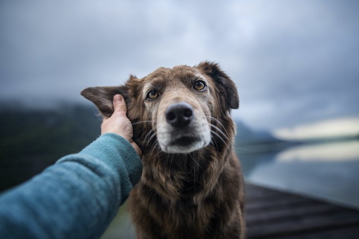 犬の耳を触っている人の手