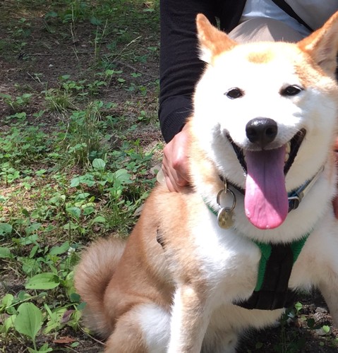 満足そうな柴犬