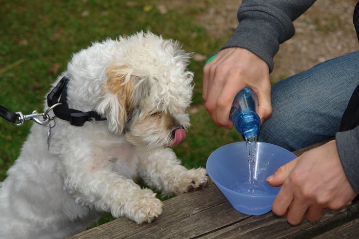 飼い主が水を入れるのを見つめる小型犬