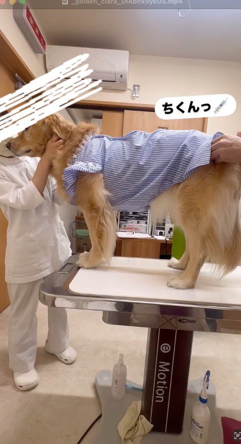 獣医に注射を打たれる犬