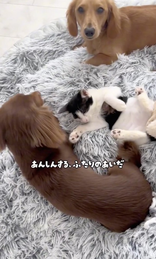 特等席