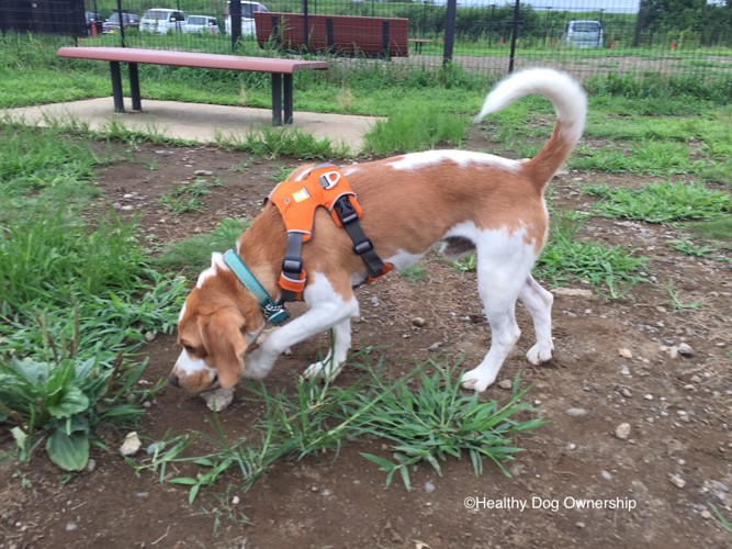 草むらを嗅いでいる犬