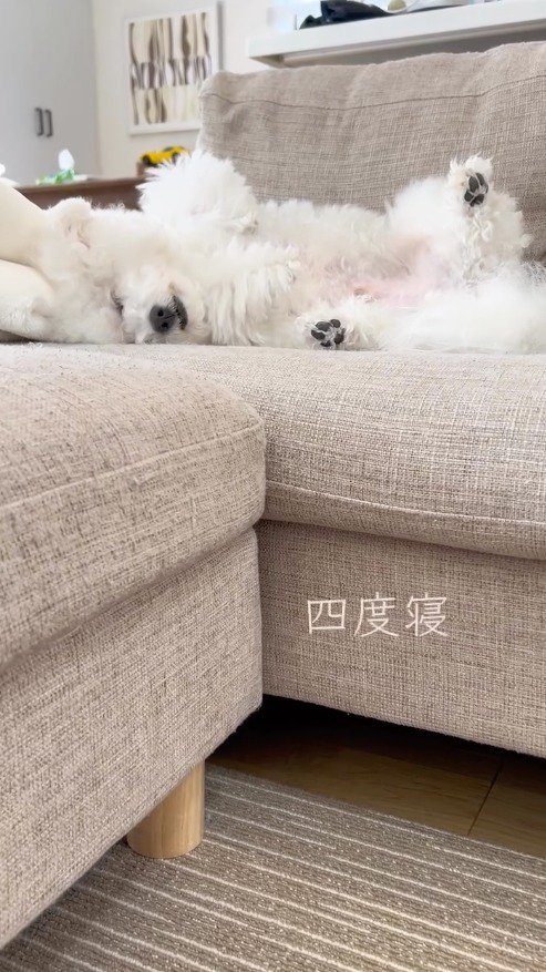 ソファーの上でお腹を出して眠る犬
