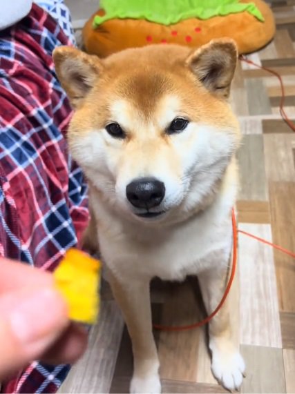 カボチャを見るどんちゃん