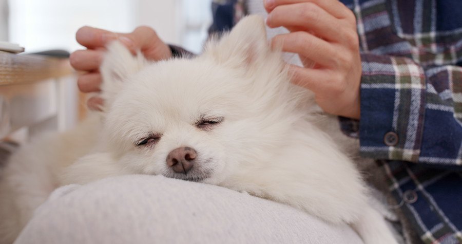 リラックスしている犬