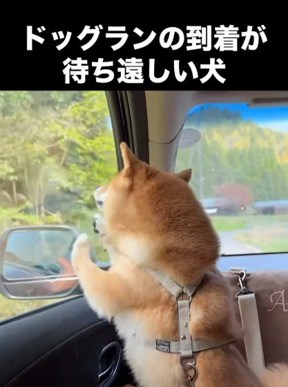 車の窓を両足でひっかく犬