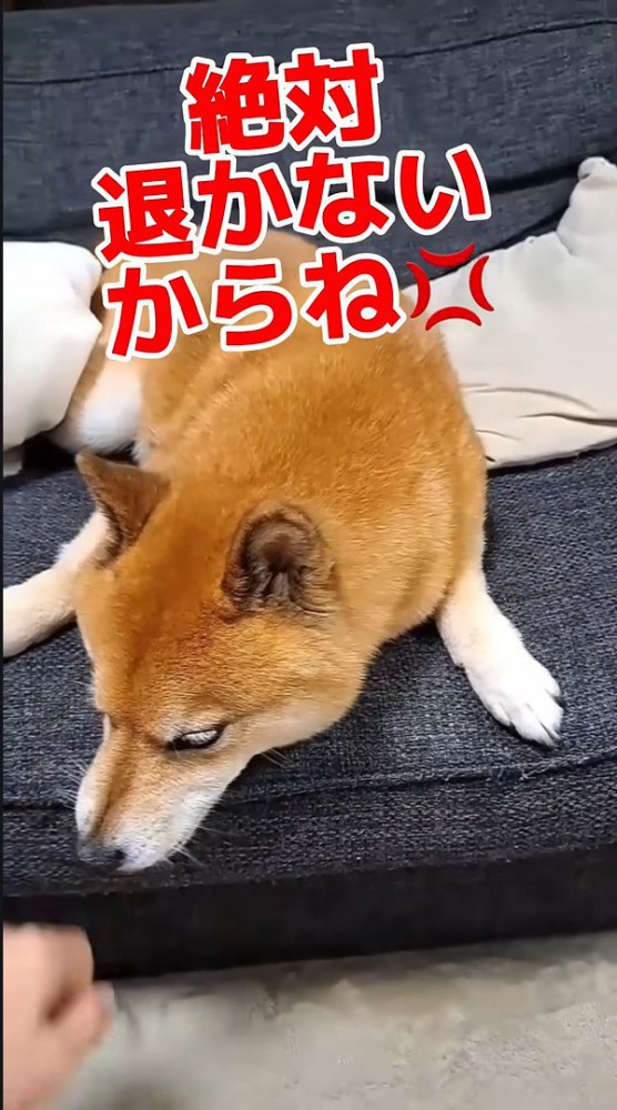 頑なに拒否！