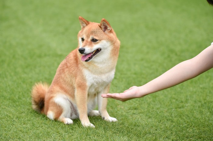 お手を拒否する犬