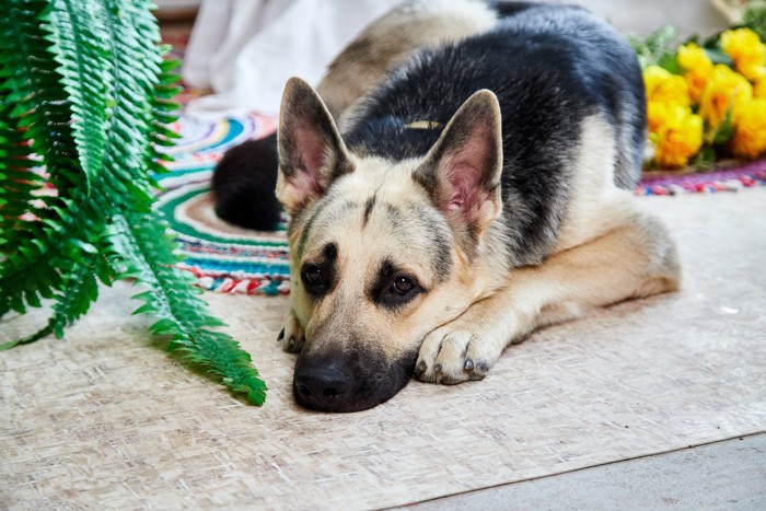 狭い場所で不愉快な犬