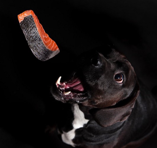 鮭を食べようとする犬