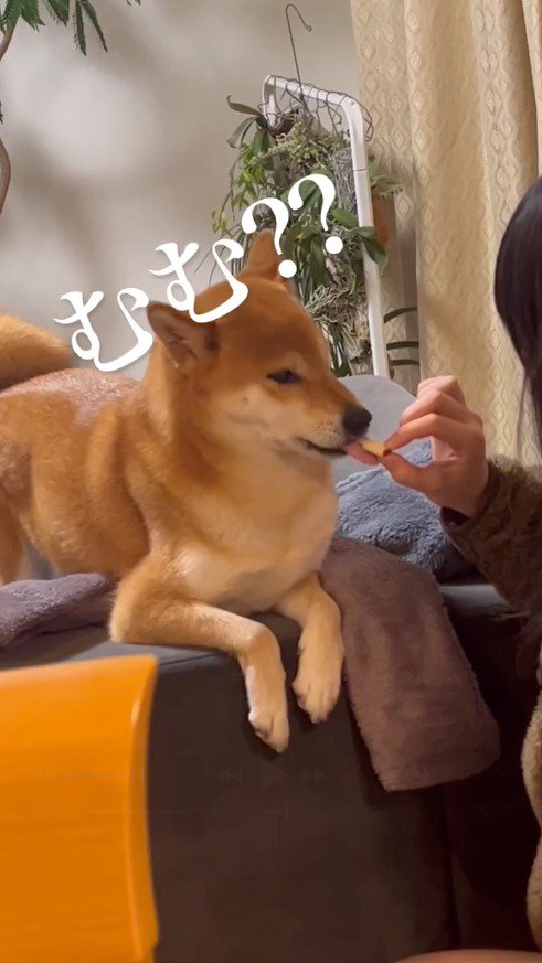 リンゴを舐める犬