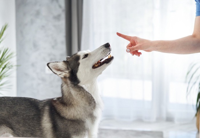 ハンドサインで制止されている犬