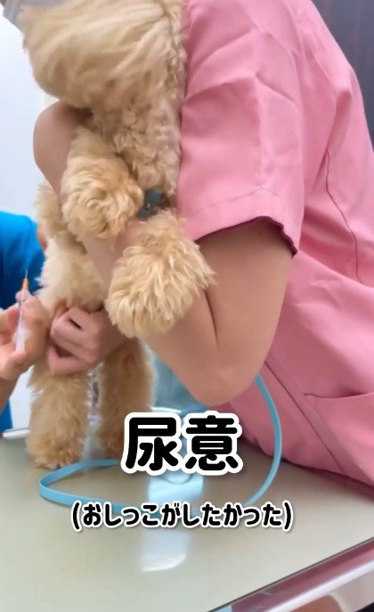 「おしっこを我慢していた」