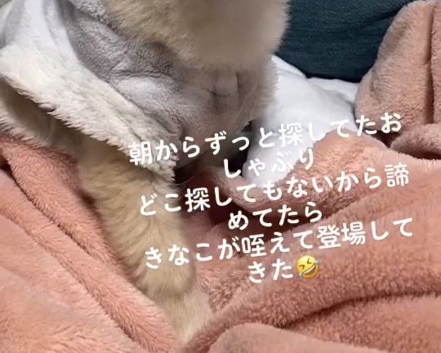 毛布の上に座る犬