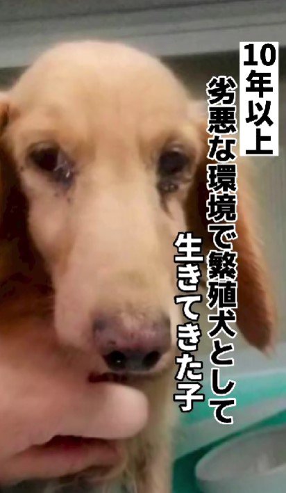 元繫殖犬を保護元