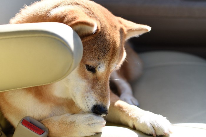 自分の足先に鼻を近づける柴犬