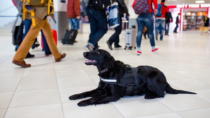 空港で働いている黒い犬