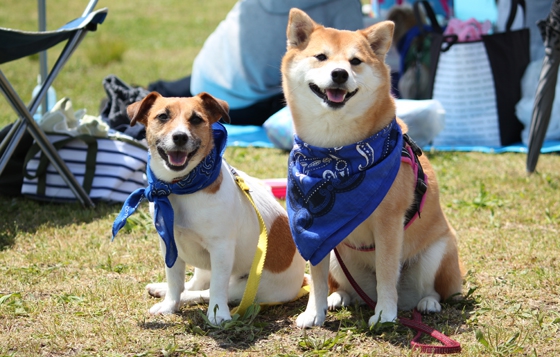 バンダナを巻いた柴犬とジャックラッセル