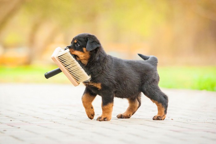 ブラシをくわえて歩く子犬