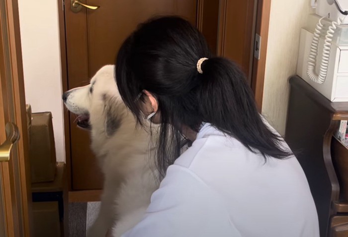 宥められる犬