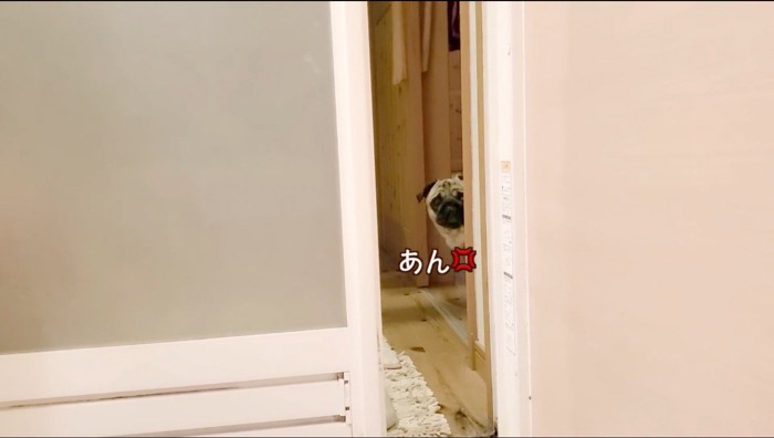 柱の陰から飼い主を見つめる犬