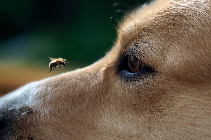 犬の鼻の上を飛ぶミツバチ