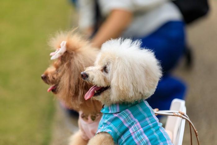 犬二頭、周りがぼやけた写真