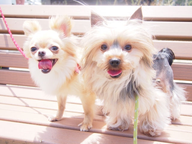 ベンチに座っている犬の写真