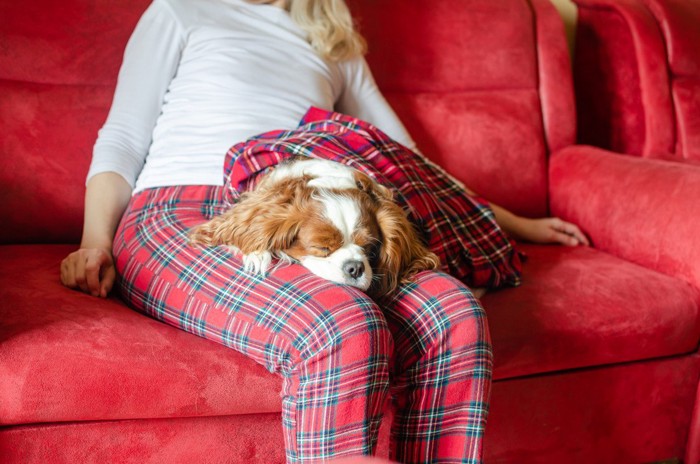 女性の足の上で眠る犬