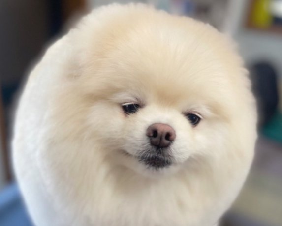 ちゅるん