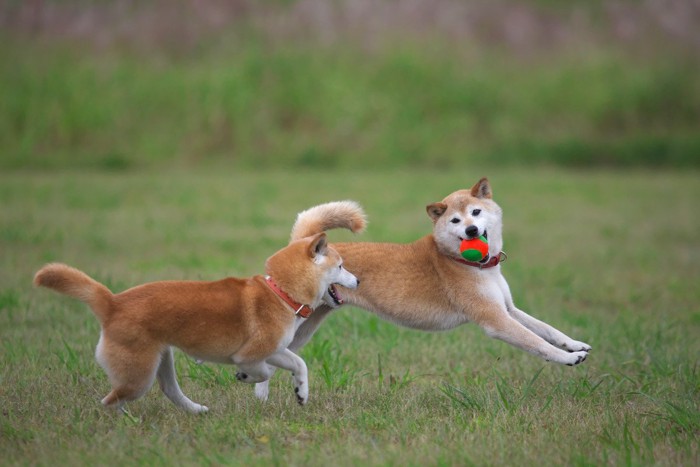 野原で遊ぶ柴犬