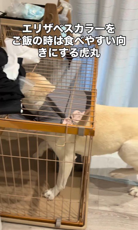 食べやすい向きになりました！