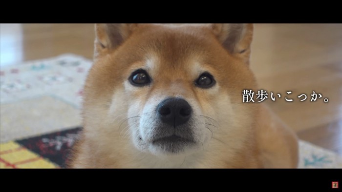 柴犬のハチくん