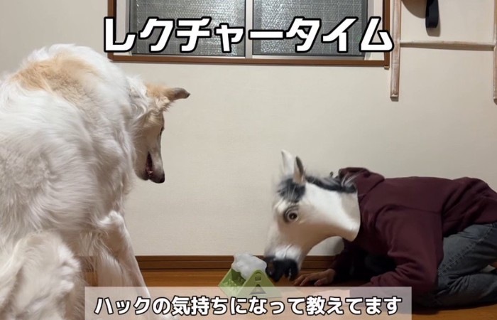 被り物の鼻先を引っかけて知育玩具を回す飼い主