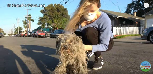 犬を素手で持ち上げる