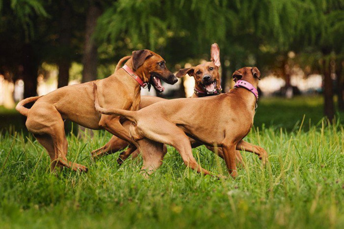 7匹のローデシアンリッジバックの子犬