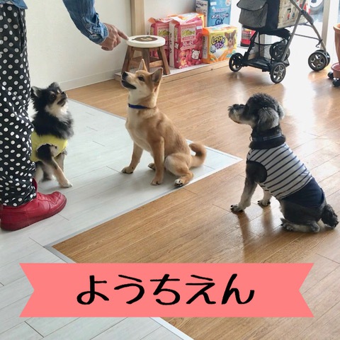 3匹の子犬